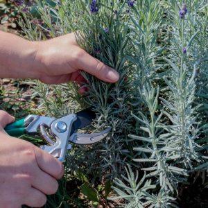 Gardener hands cutting fresh lavender with garden shears.