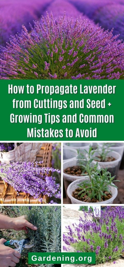 How to Propagate Lavender from Cuttings and Seed + Growing Tips and Common Mistakes to Avoid pinterest image.