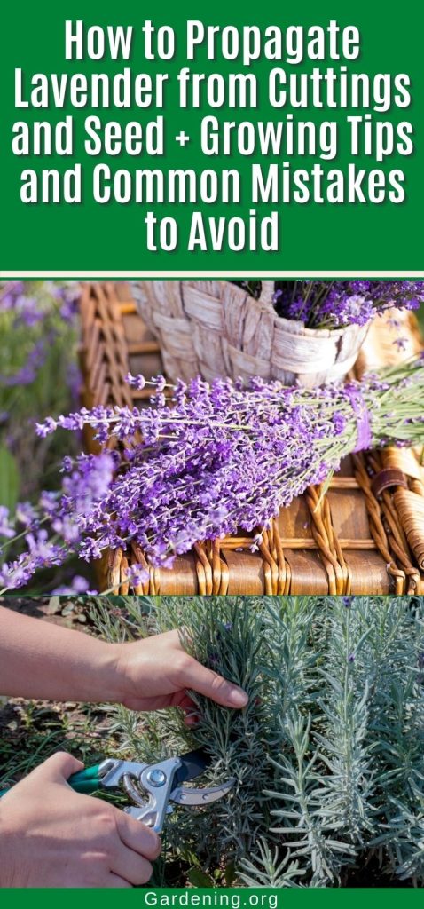 How to Propagate Lavender from Cuttings and Seed + Growing Tips and Common Mistakes to Avoid pinterest image.