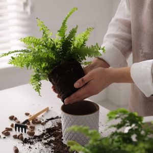 Gardener holding a frern outside pot on a table.