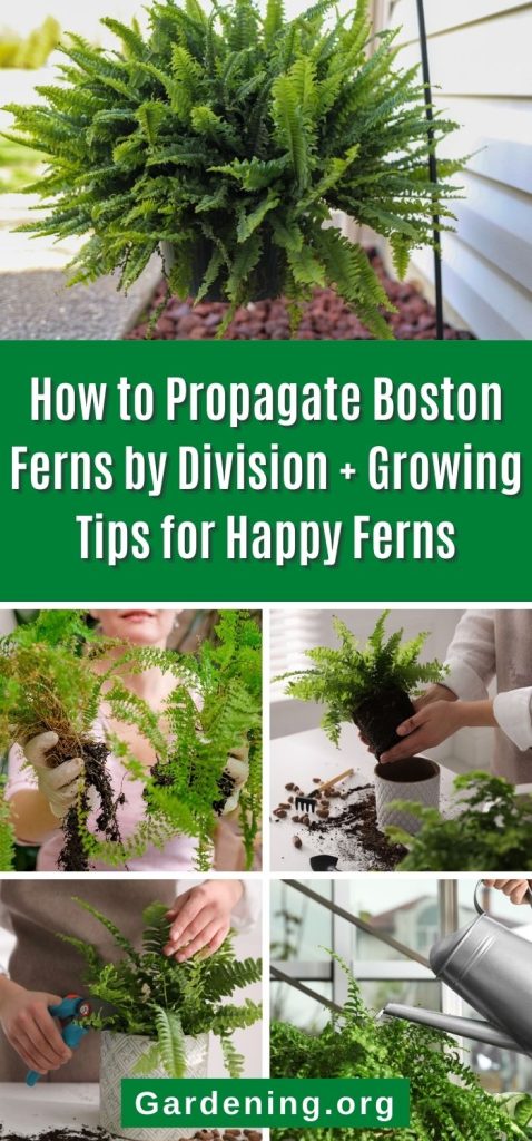 How to Propagate Boston Ferns by Division + Growing Tips for Happy Ferns pinterest image.