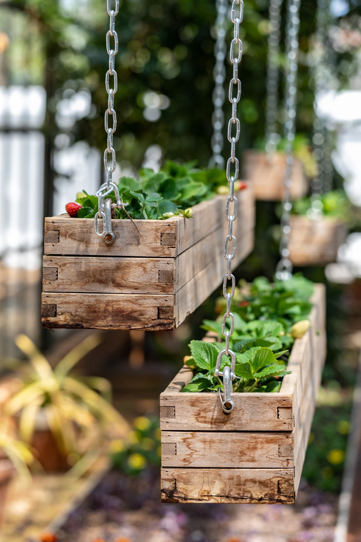 Long hanging wooden boxes planted with strawberry plants