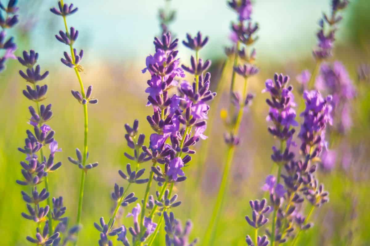Close up picture of purple flowering lavender stalks