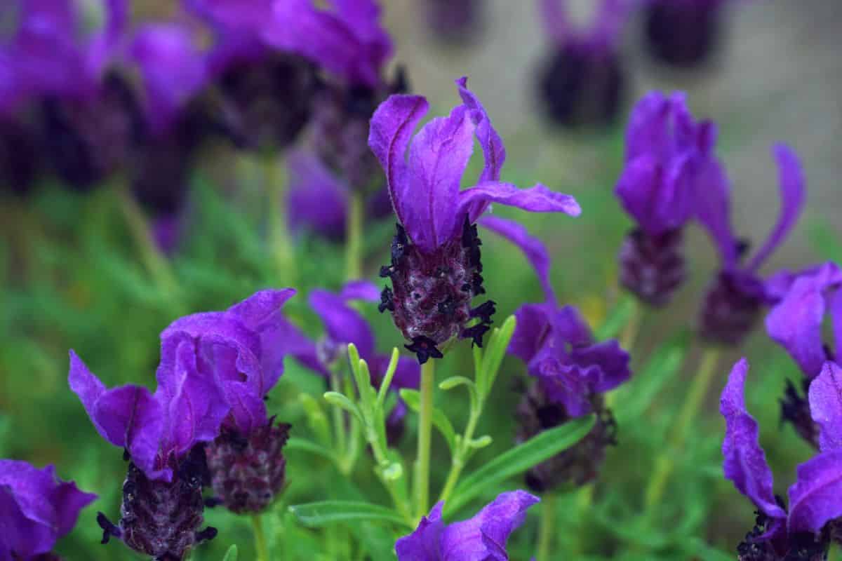 Fringed lavender flowers
