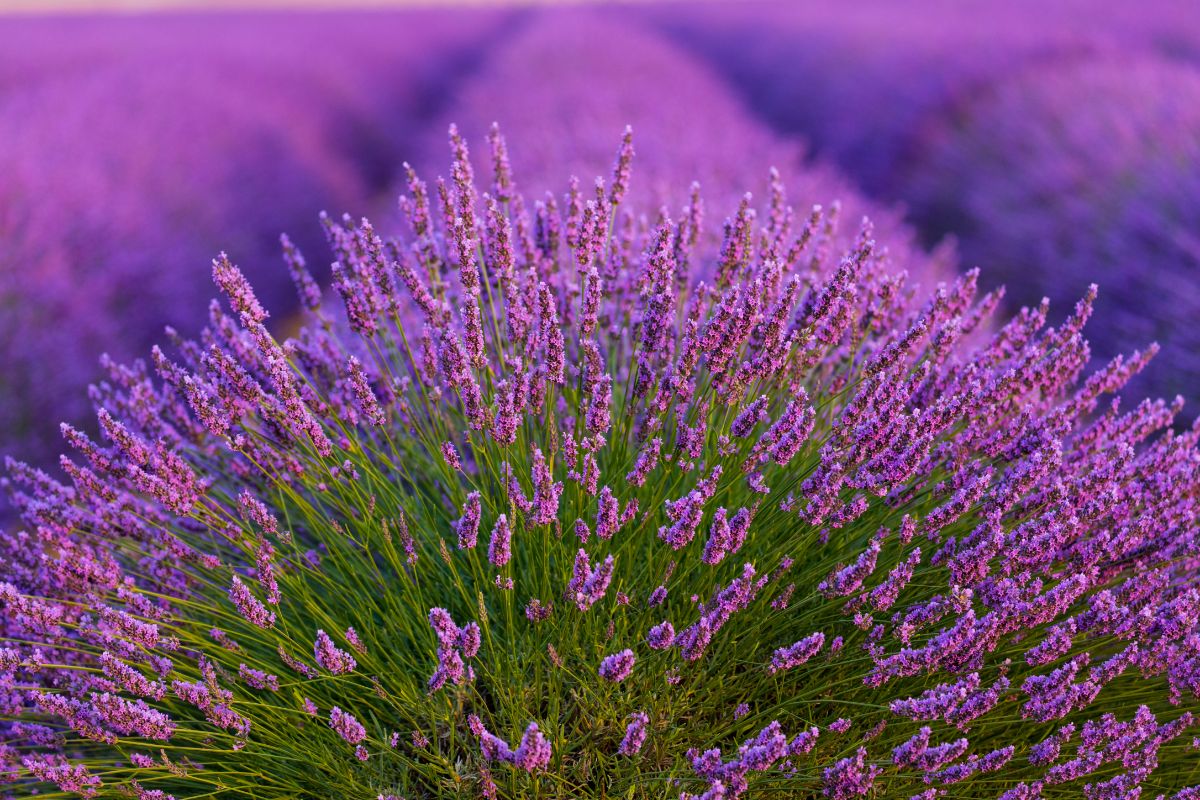 Lavandin hybrid lavender species grown for oil production