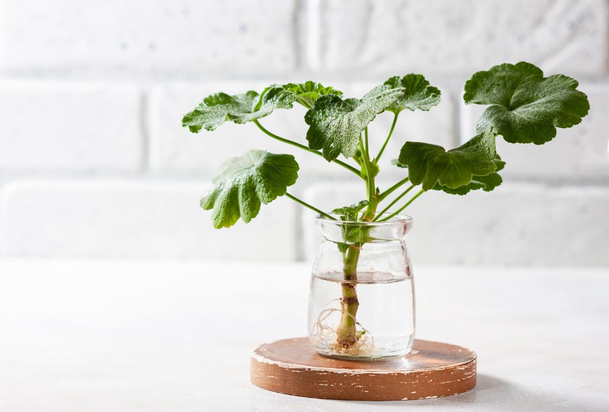 A geranium plant rooting in a jar of water