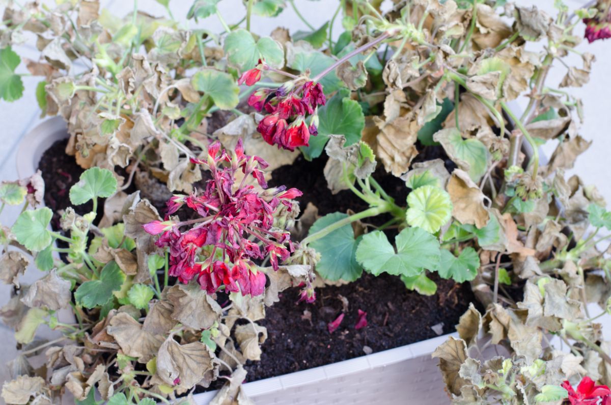 A geranium plant with brown, dead foliage in need of pruning