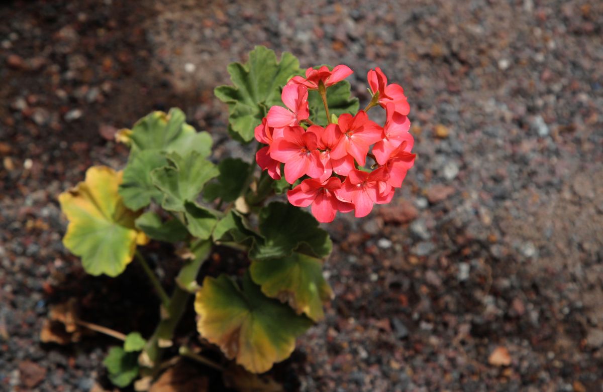A geranium plant planted in the ground