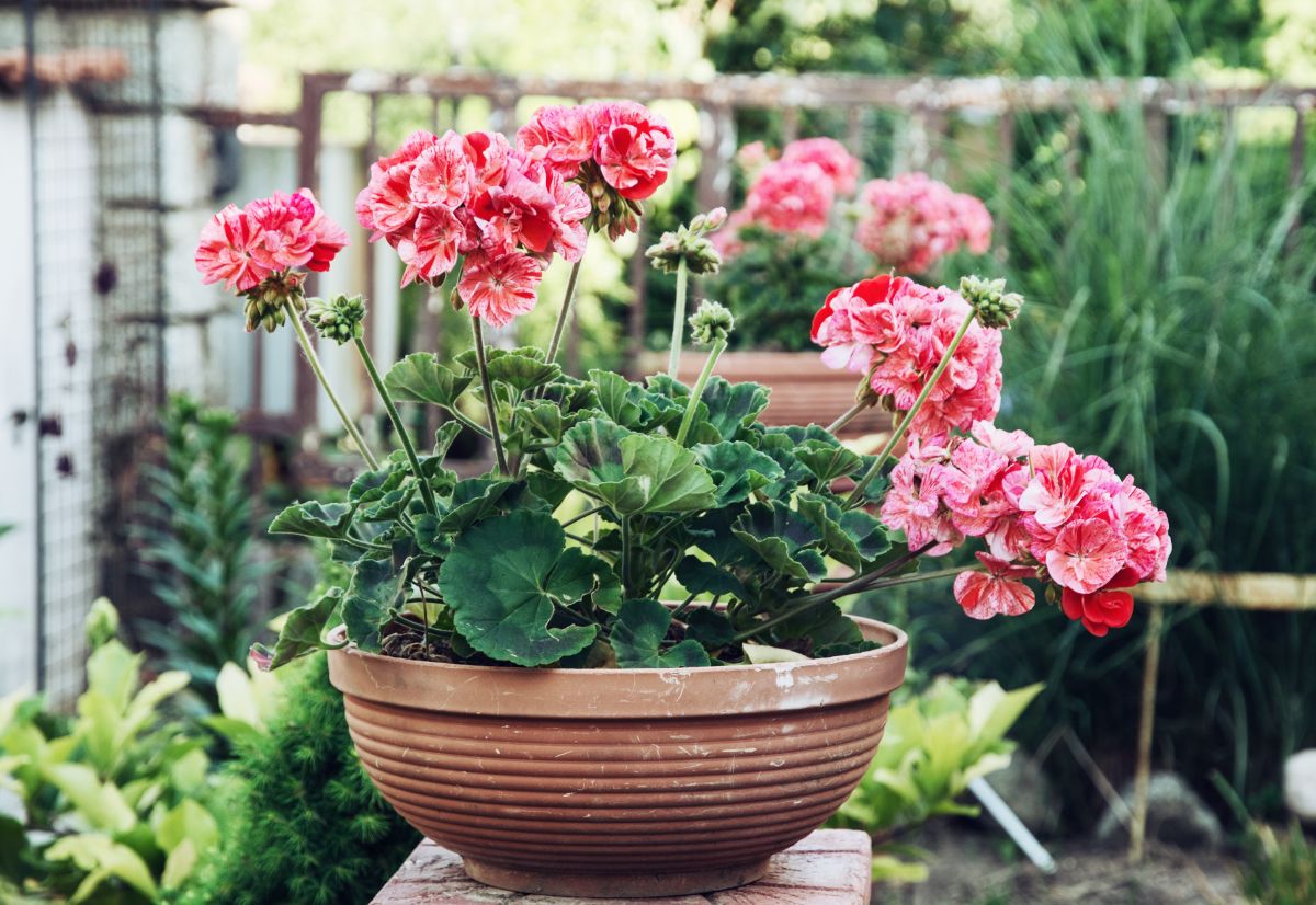 Potted geraniums can live year round in cold climates if they are brought indoors