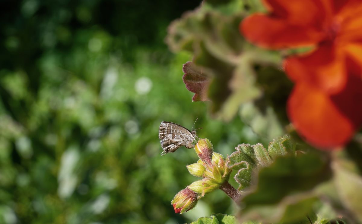 A healthy, well-tended geranium with blossoms