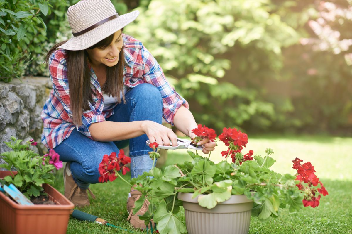 A woman trimming spent blossoms from a geranium in a container 