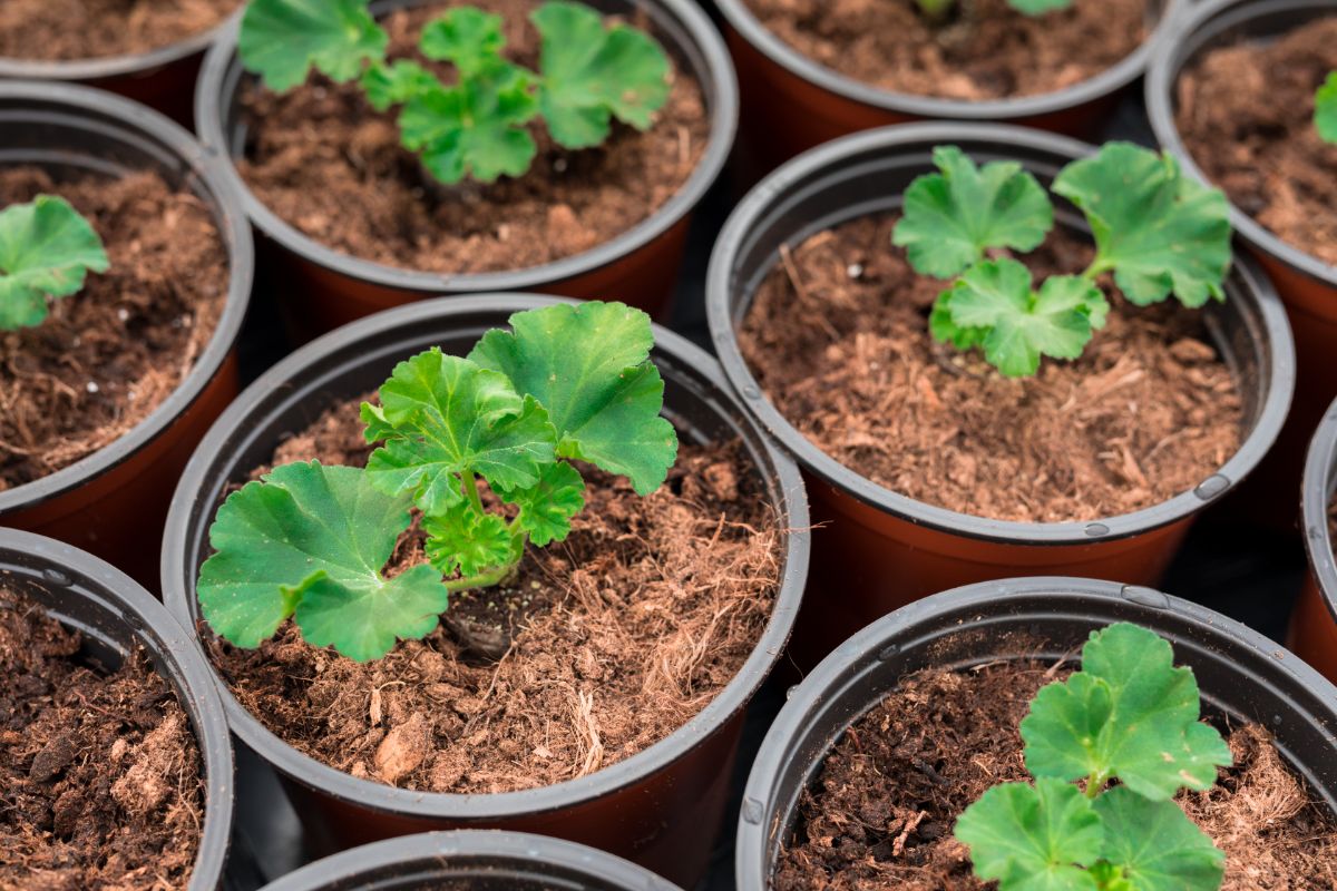 Young geranium plants in pots grown from seed