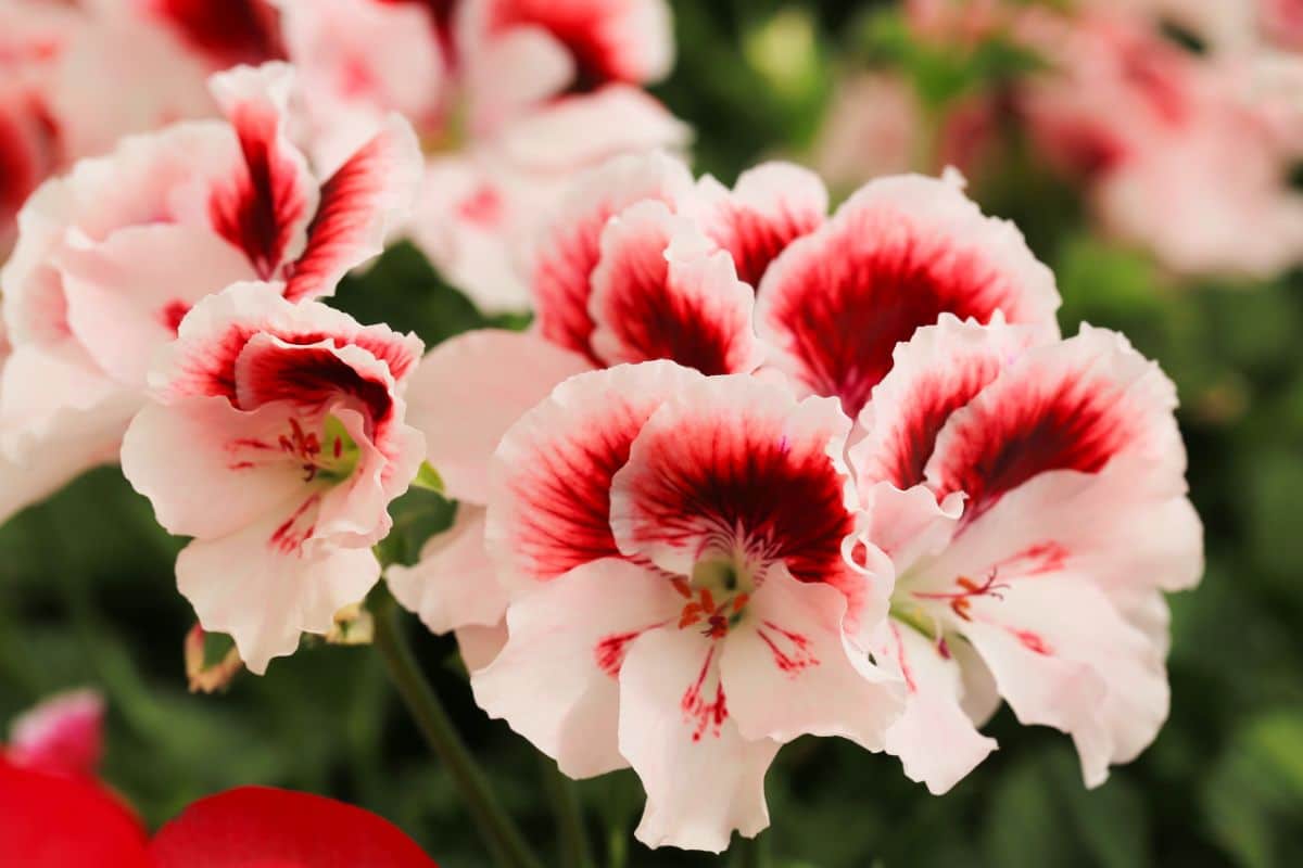 A geranium planted in a sunny spot