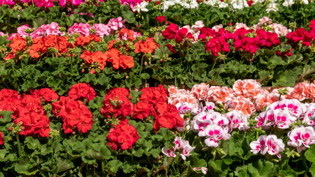 Rows of geraniums in different colors
