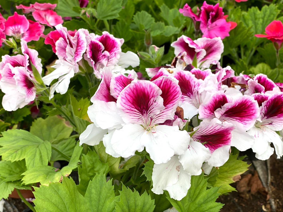 White and pink geranium blossoms