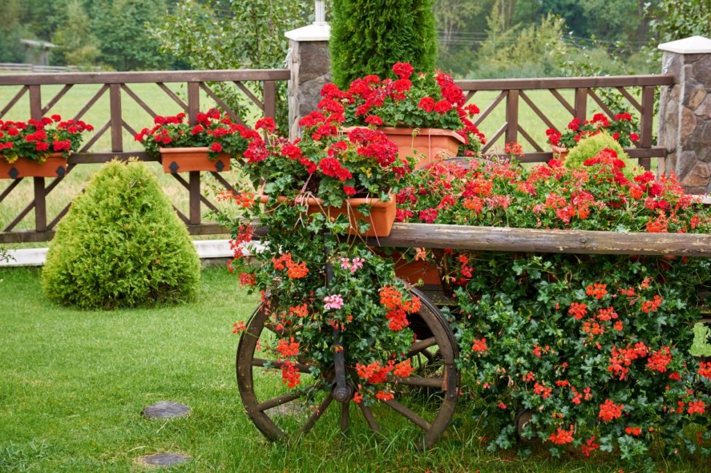 Geraniums Full Growing Guide (Plant, Grow, and Care) - Gardening