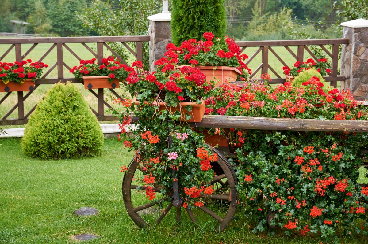 A planted garden cart accented with geranium flower boxes