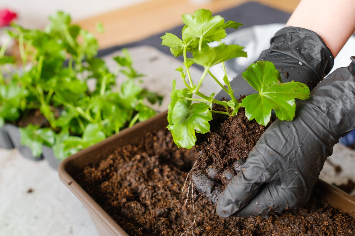 A gardener replanting a divided piece of a geranium plant