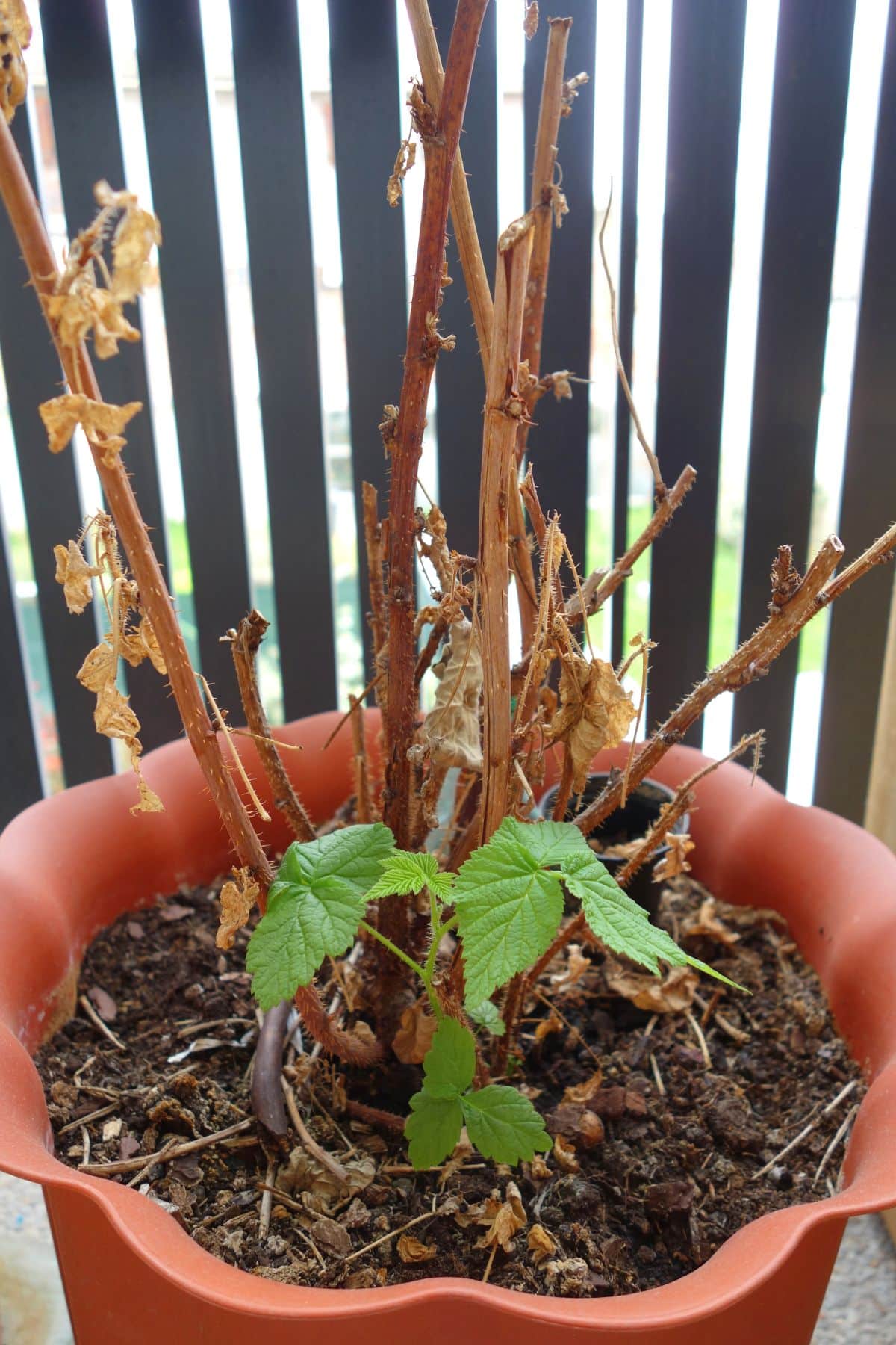 A dormant raspberry bush just breaking dormancy and sending up new canes