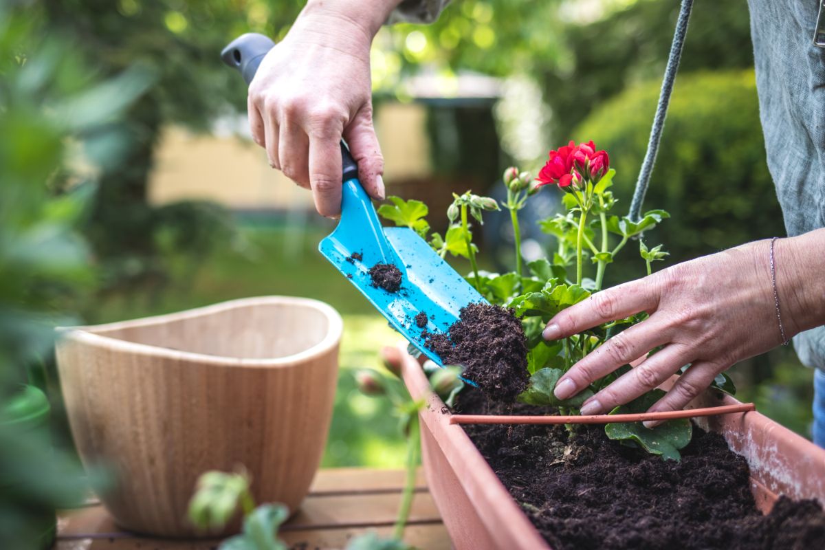 A gardener planting flower boxes with geraniums