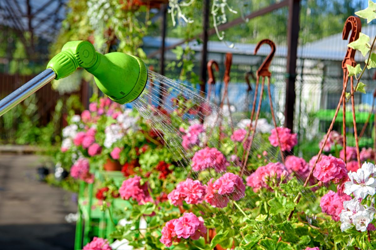 Hanging geranium plants being watered