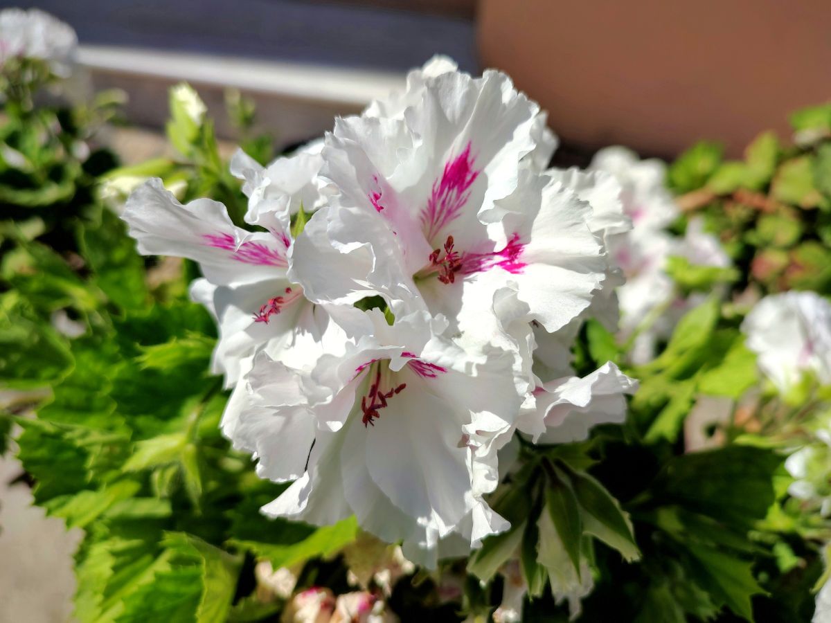 A frilly, double-petaled geranium