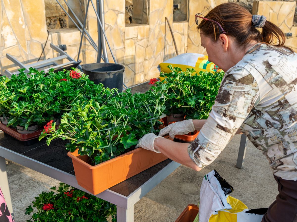 A woman planting boxes with geraniums