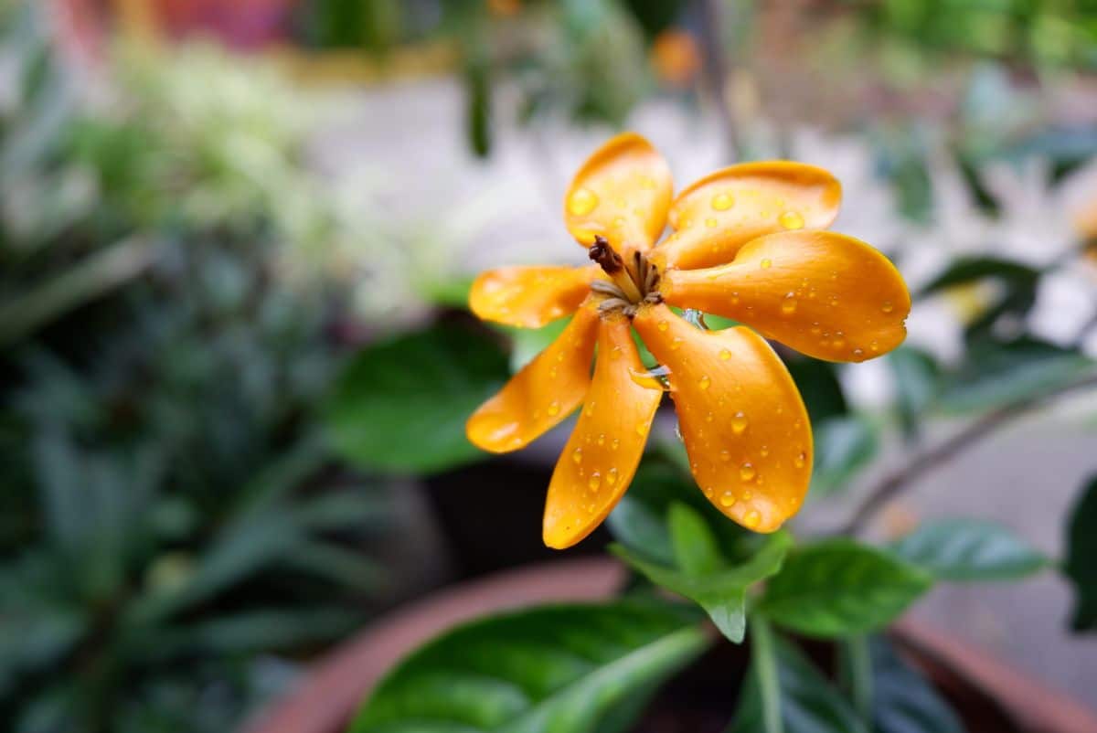 Droplets of water on an orange gardenia flower