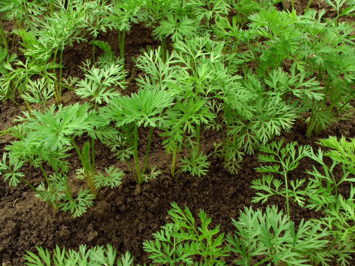 Carrots planted for a fall garden