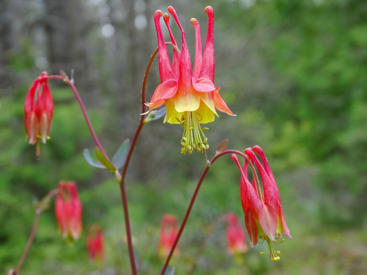 Delicate pink and yellow columbine flowers
