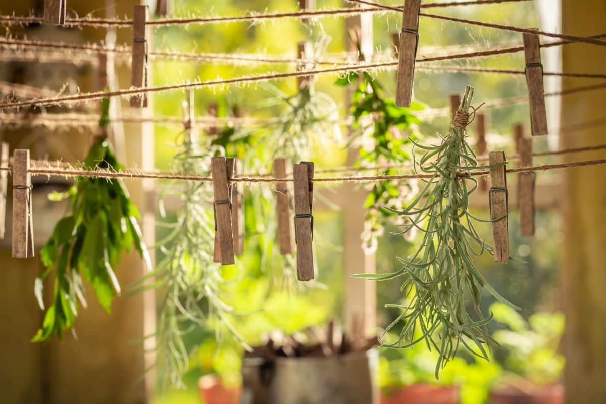 Drying lines made from twine and clothespins for drying herbs