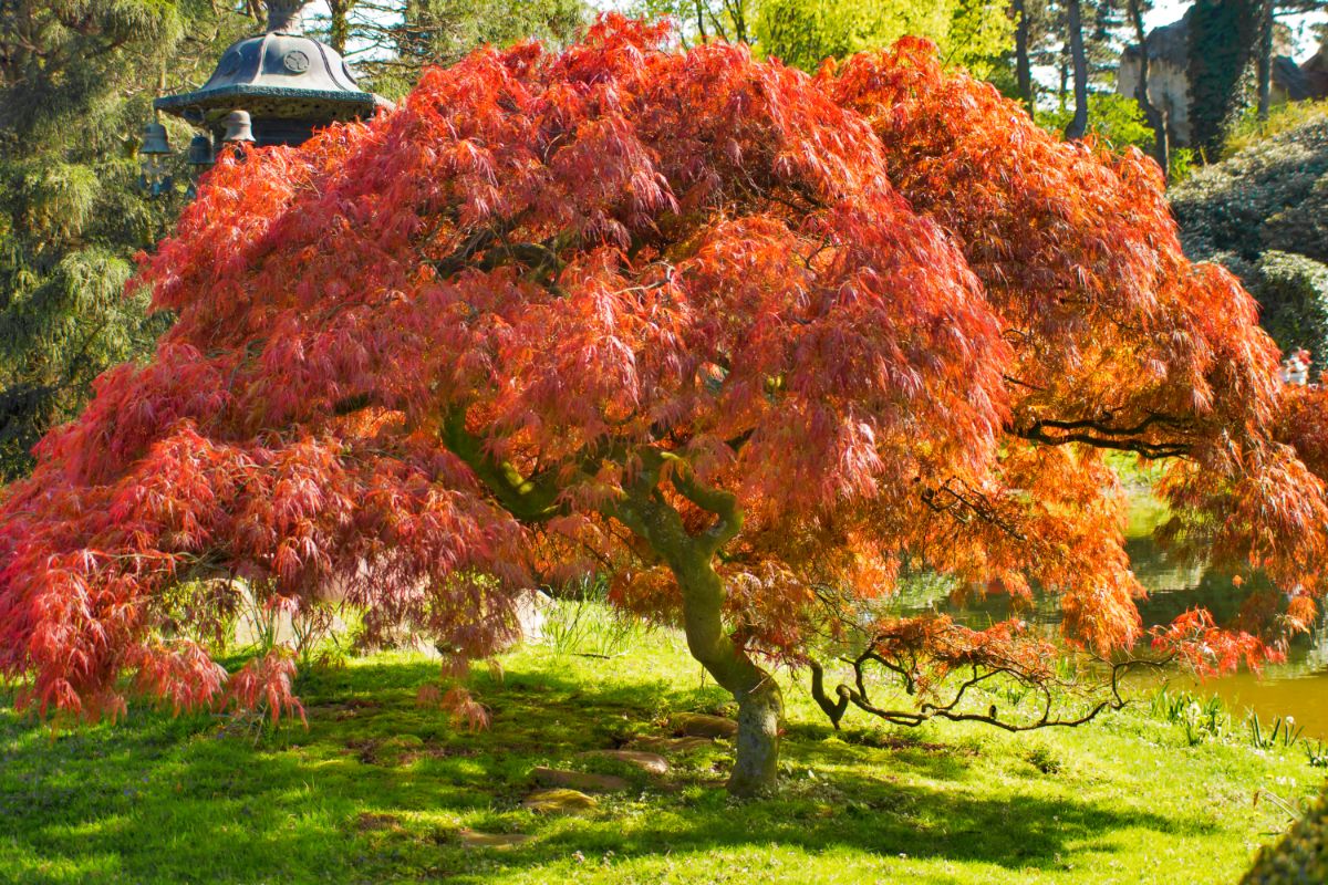 A flaming orange Japanese maple stands in a small garden