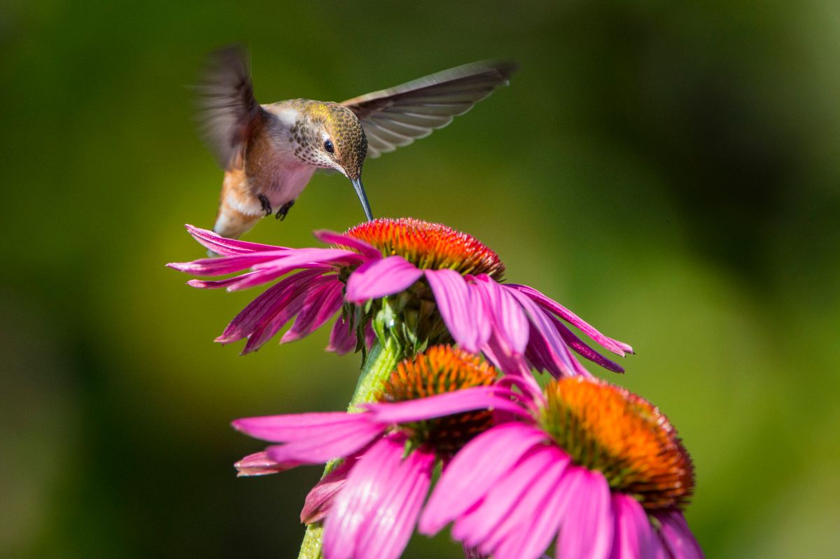 A humminbird enjoys nectar from an echinacea flower