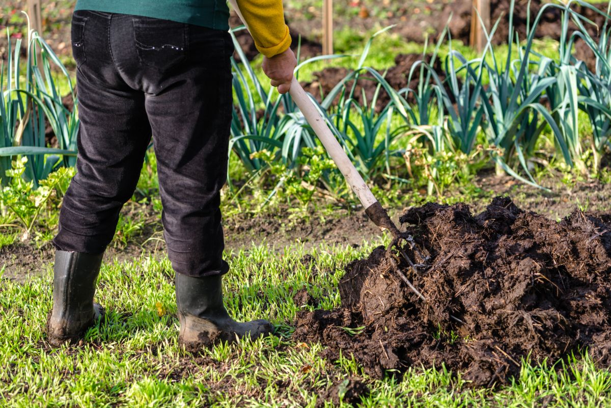 A gardener using a pitchfork to spread manure on a garden plot