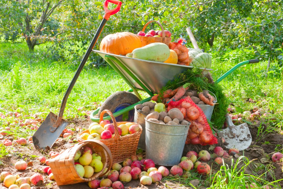An abundant fall garden harvest surrounding an overflowing wheelbarrow