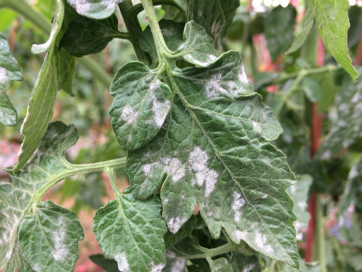 A coating of powdery white signals the onset of common plant disease