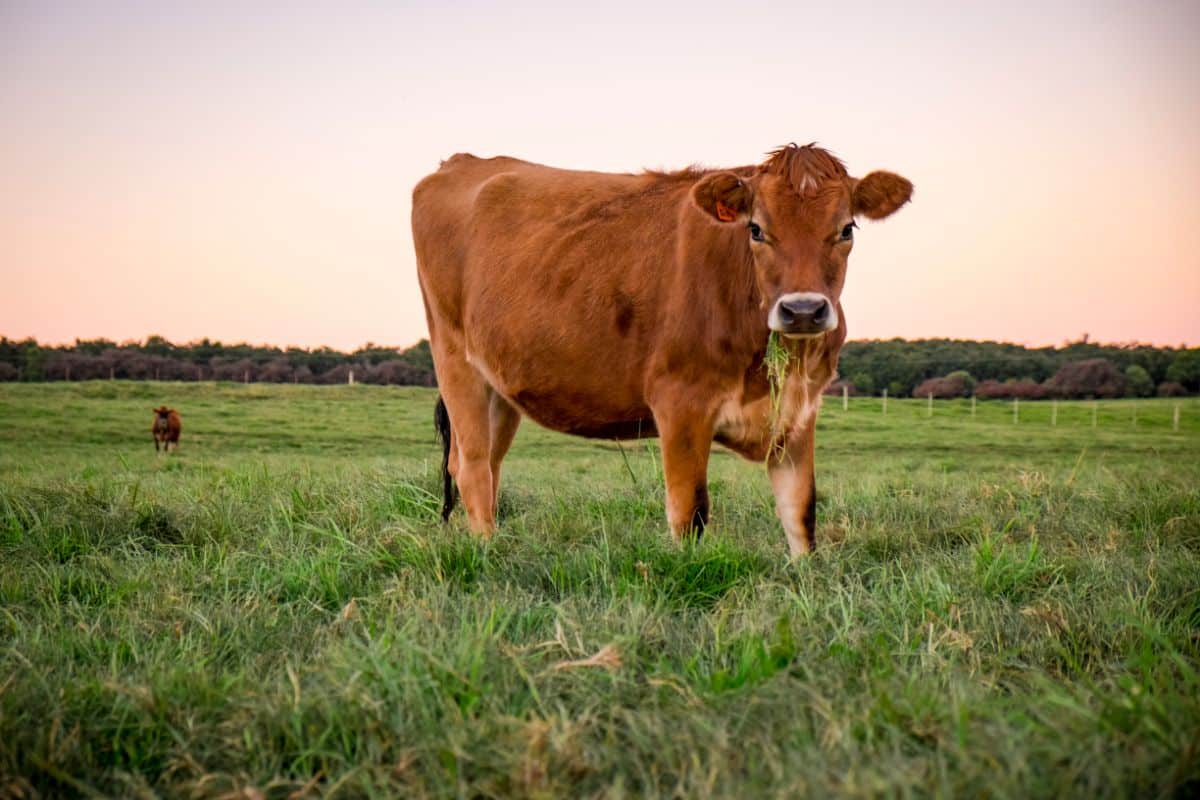 A cow in a field eating grass and producing garden fertilizer