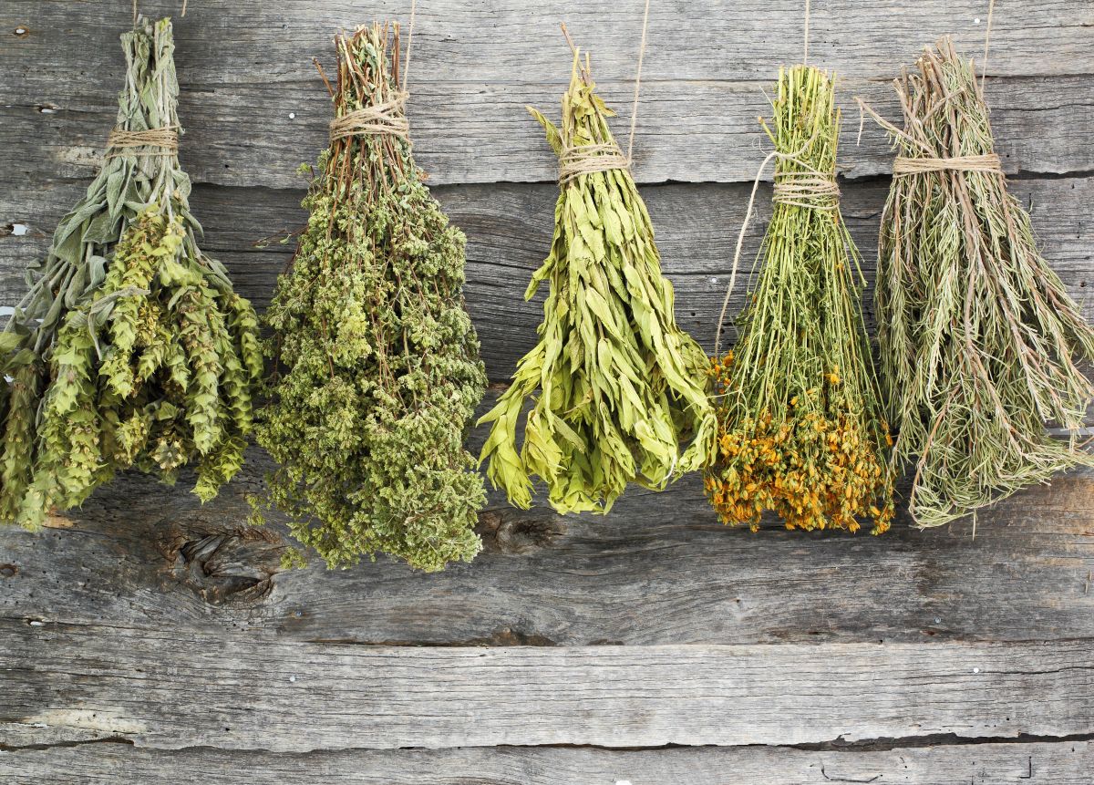 Bundles of herbs hanging from a string to dry