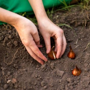Frmer hands putting a tulip bulb in fresh soil.