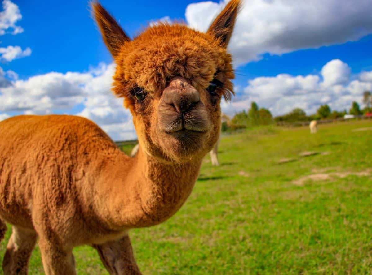 A friendly alpaca munching to produce more garden fertilizer