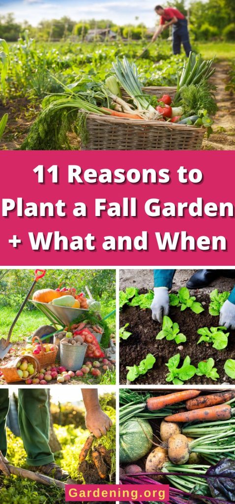 11 Reasons to Plant a Fall Garden + What and When pinterest image.
