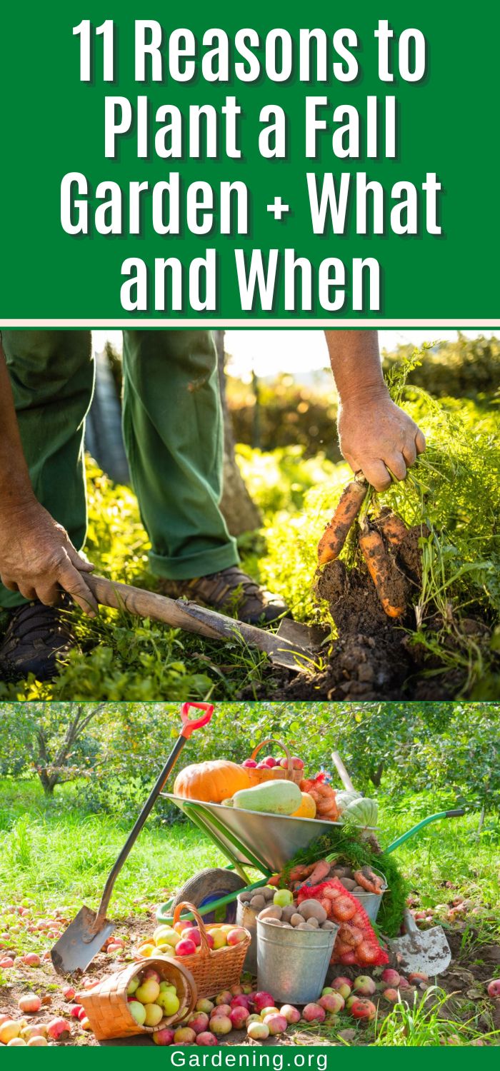 11 Reasons to Plant a Fall Garden + Plants and Planting Times