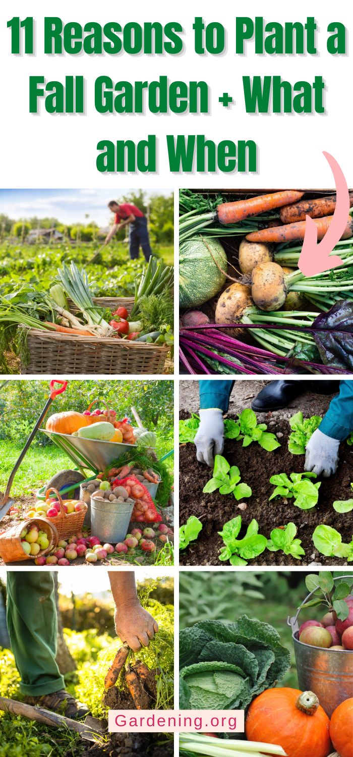 11 Reasons to Plant a Fall Garden + Plants and Planting Times