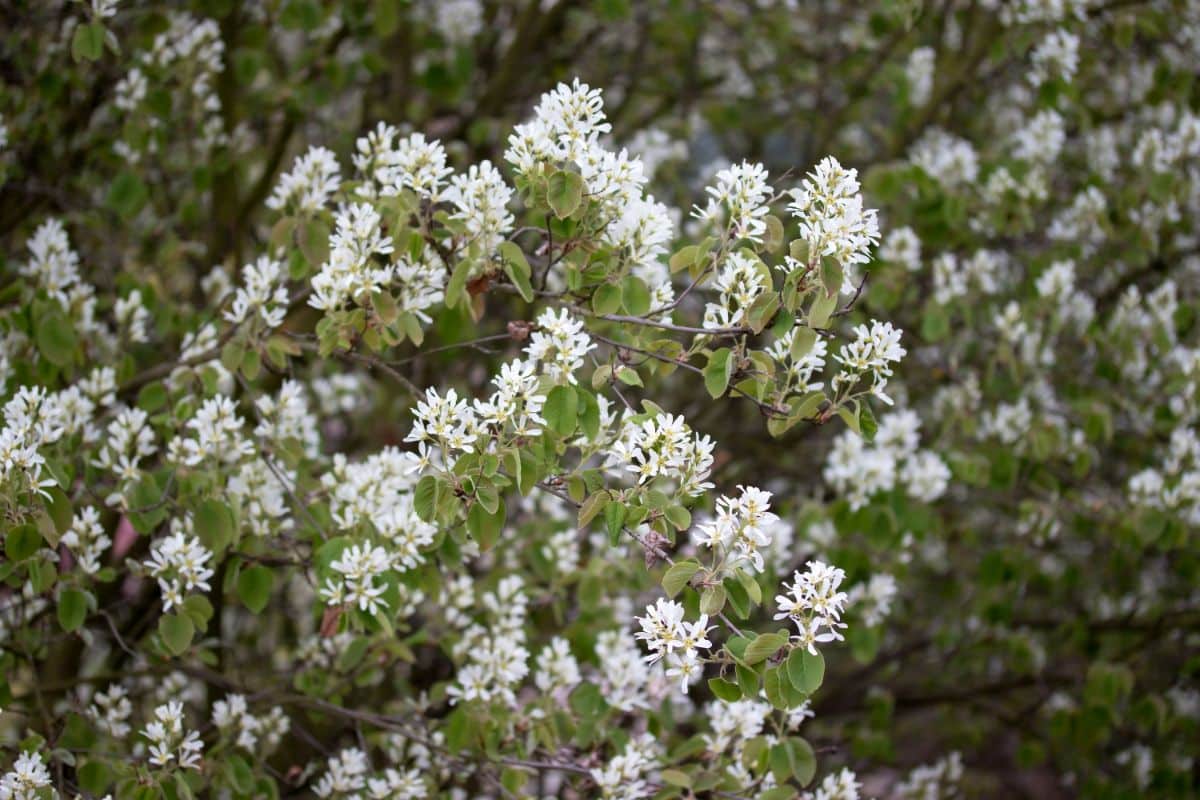 An amelanchier tree in full bloom, attracting bees and pollinators