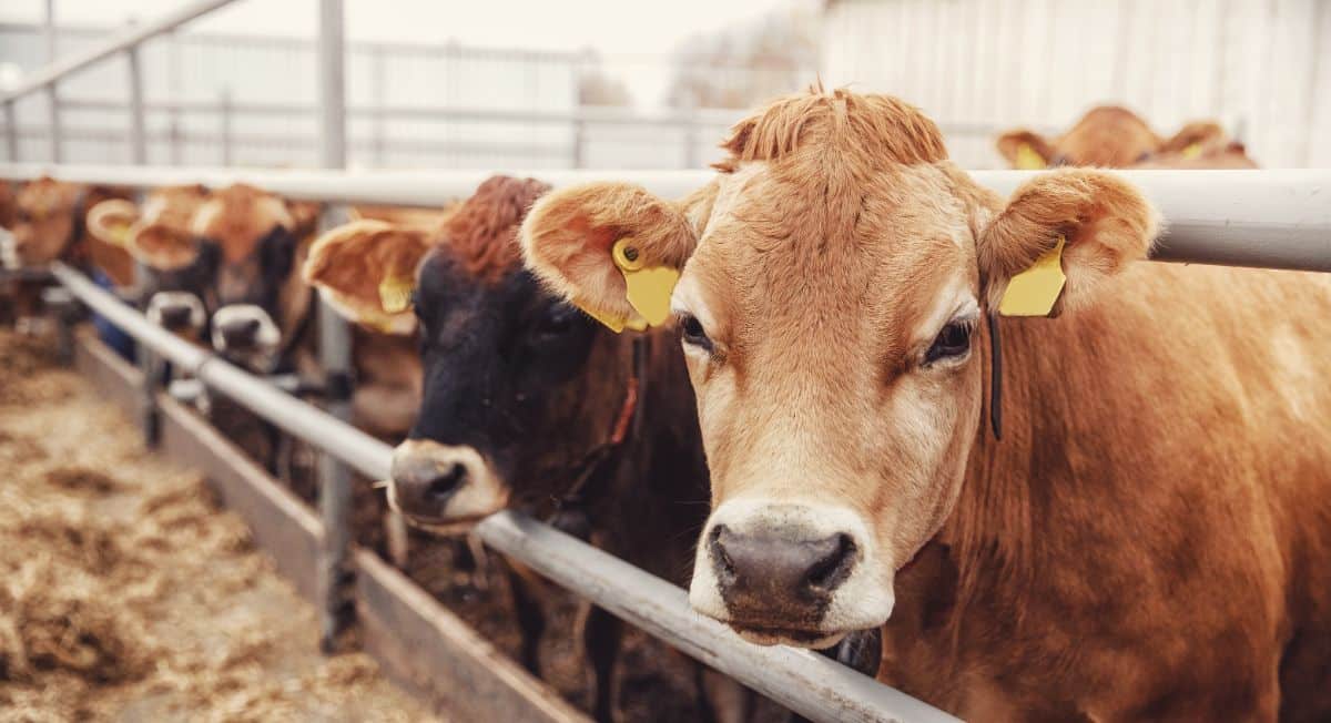 Cows at a barn fence line looking at the camera