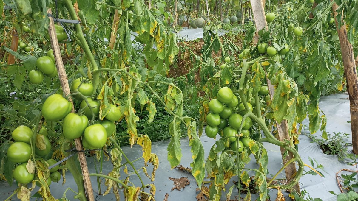 Tomatoes affected by fusarium wilt