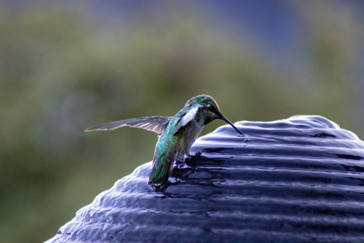 Hummingbirds appreciate shallow, fresh clean water