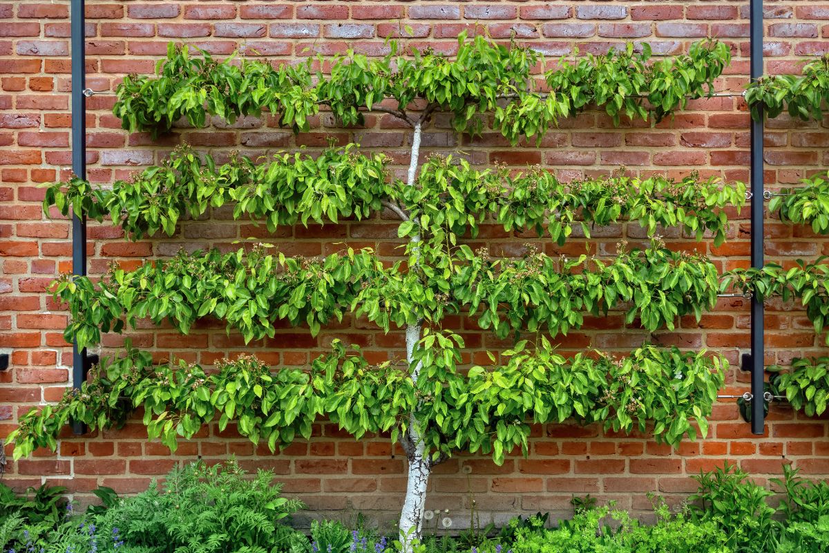 An apple tree is pruned in the espalier fashion to conserve space and create interest in a small garden
