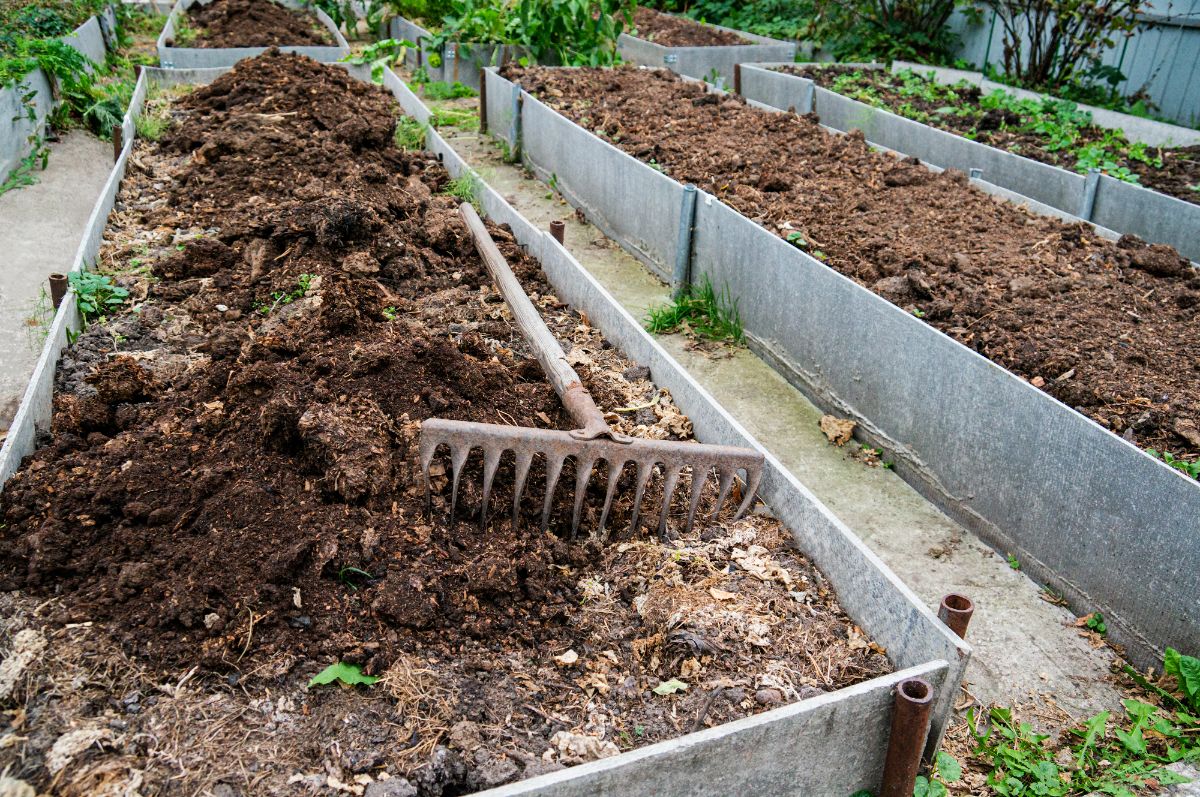 Dormant garden beds topped with aged manure