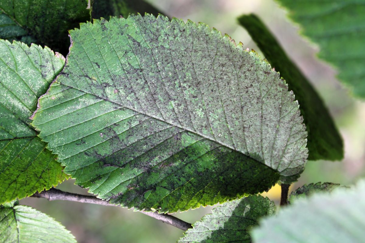 Gray-black sooty mold on leaves looks like soot that has landed on leaves